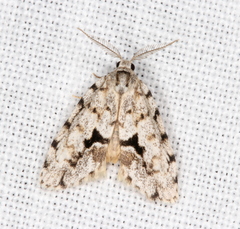 Thallarcha macilenta