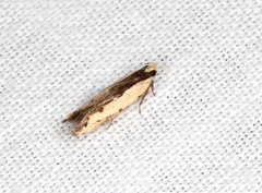 Ardozyga catarrhacta