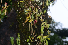 Aeschynanthus perrottetii