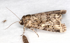 Spodoptera umbraculata