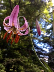 Lilium kelloggii
