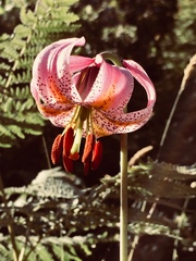 Lilium kelloggii