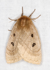 Anthela ocellata