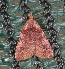 Alapadna pauropis
