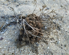 Chamaerhodos grandiflora