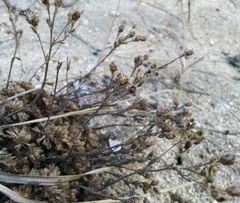 Chamaerhodos grandiflora