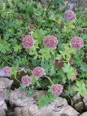 Hylotelephium anacampseros