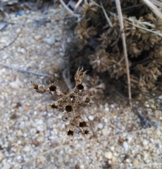 Chamaerhodos grandiflora