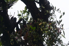 Aeschynanthus perrottetii