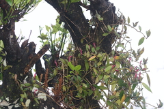 Aeschynanthus perrottetii