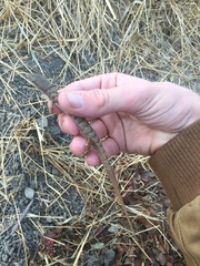 Elgaria multicarinata