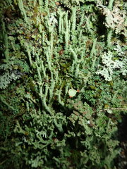 Cladonia cenotea