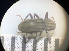 Stenelmis calida