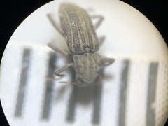 Stenelmis calida