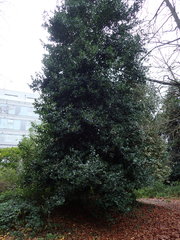 Ilex × altaclerensis