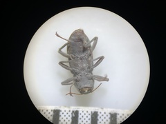 Stenelmis calida