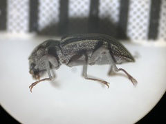 Stenelmis calida