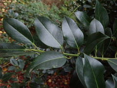 Ilex × altaclerensis