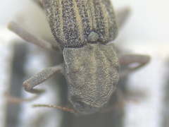Stenelmis calida
