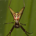 Micrathena sexspinosa - Photo (c) Karl Kroeker, μερικά δικαιώματα διατηρούνται (CC BY-NC), uploaded by Karl Kroeker
