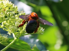 Xylocopa ruficeps