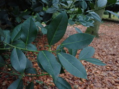 Ilex × altaclerensis