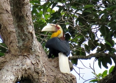 Rhyticeros undulatus