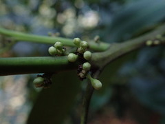 Ilex × altaclerensis