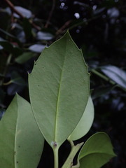 Ilex × altaclerensis