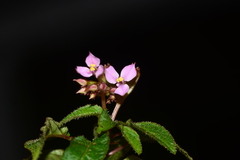 Sonerila cannanorensis