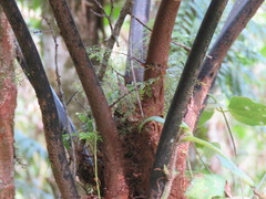 Gymnosphaera salvinii