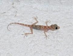 Ptyodactylus hasselquistii