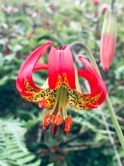 Lilium occidentale