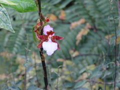 Rhynchostele bictoniensis