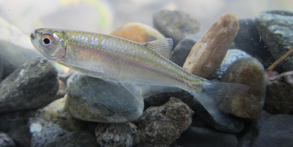 Steel Tetra