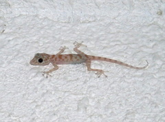 Ptyodactylus hasselquistii