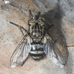 Bothria frontosa