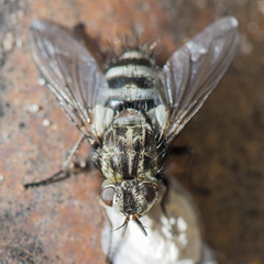 Bothria frontosa