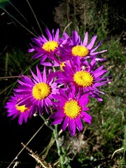 Senecio pulcher