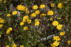 Coleostephus myconis