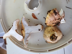 Russula crassotunicata