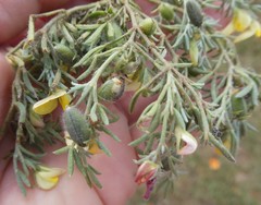 Argyrolobium pachyphyllum