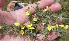 Argyrolobium pachyphyllum