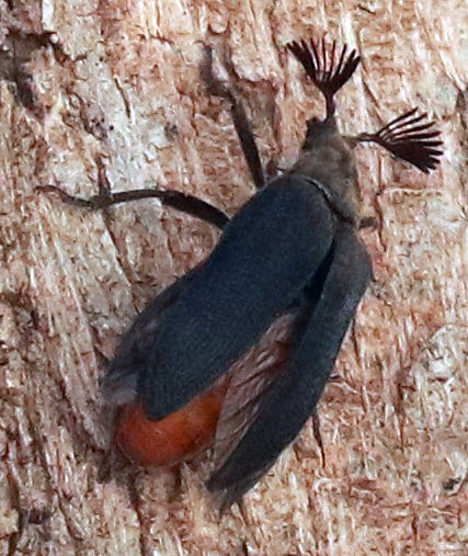 Cedar Beetle