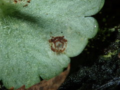 Puccinia glechomatis