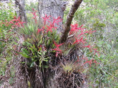 Tillandsia standleyi