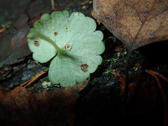Puccinia glechomatis