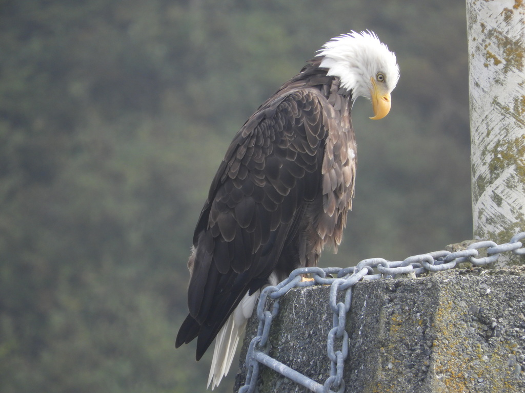 Northern Bald Eagle (McNary Natl. Wildlife Refuge, WA - BIRDS ...