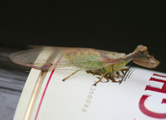 Ditaxis meridiei