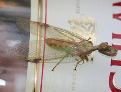 Ditaxis meridiei